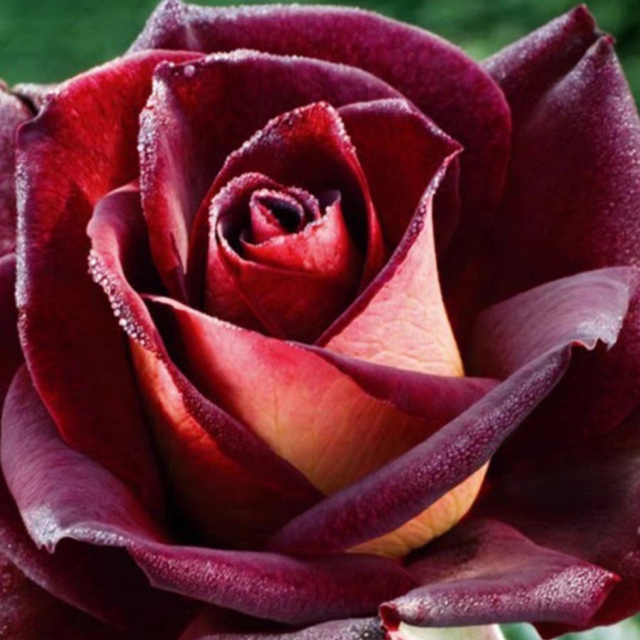 骇客暗黑黑金色大花灌木四季开月季花苗盆栽地栽阳台庭院-许木木