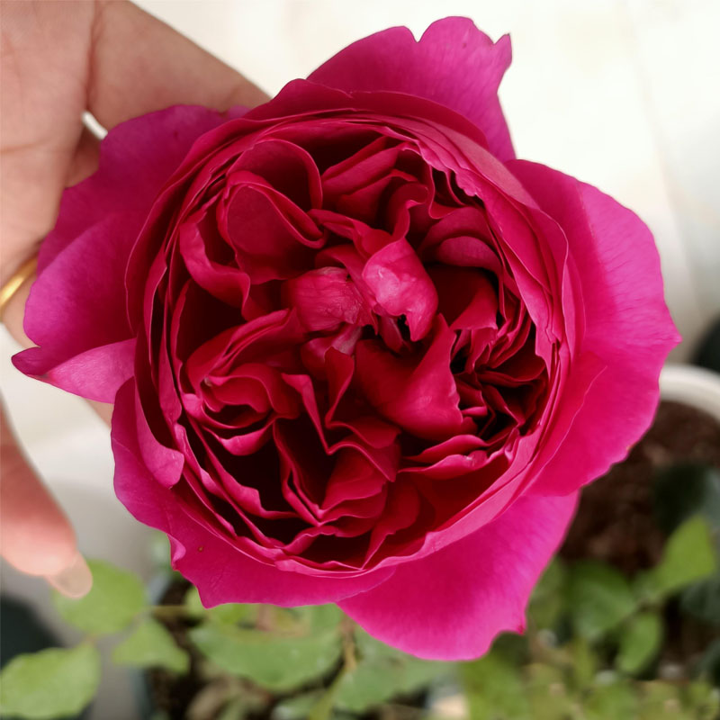 秋日胭脂香气扑鼻月季花苗大花浓香多头四季花阳台玫瑰盆栽花卉