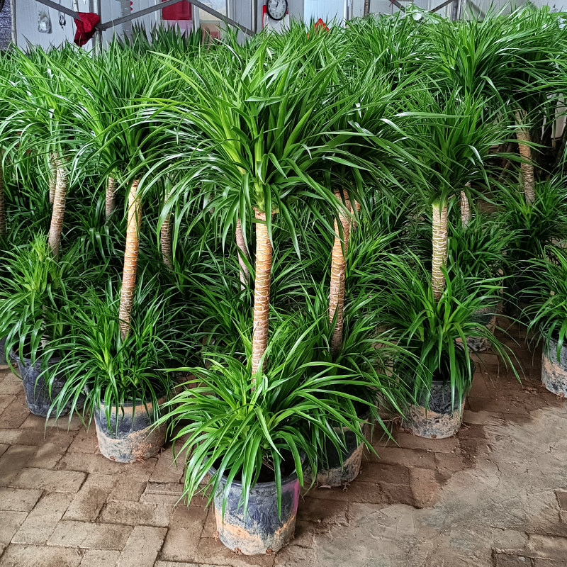 单头龙血树老桩头熟货室内客厅办公室大型绿植盆栽好养观叶植物,鲜花速递/花卉仿真/绿植园艺,大型绿植/成品组合盆栽,淘宝优惠券,粉丝福利购,淘宝优惠卷