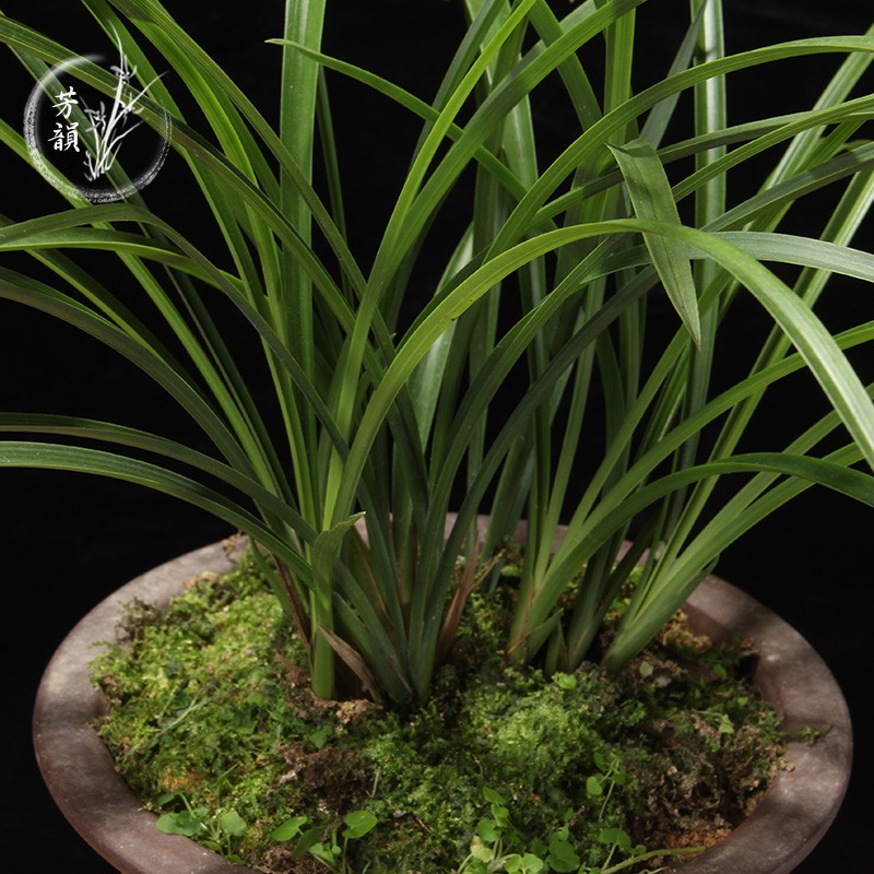 春兰素花浓香 慈恩素 兰花苗 办公室花卉绿植盆栽室内防辐射植物