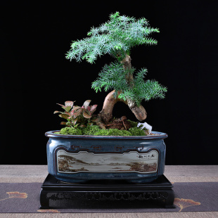 澳洲杉盆景老桩造型植物室内客厅办公室绿植南洋杉老松盆栽养