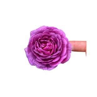 比利时大花浓香月季花苗密涅瓦玫瑰阳台庭院花卉绿植盆栽四季花