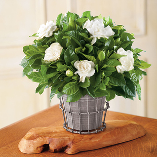 重瓣栀子花虎头茉莉笔尖茉莉盆栽阳台花卉植物窗台常绿花有香味