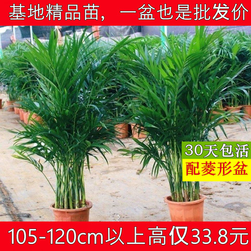 富贵椰子除甲醛基地直发散尾葵