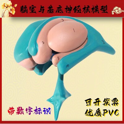 大脑基底核模型 丘脑模型尾状核杏仁核丘脑豆状核脑模型脑室与基