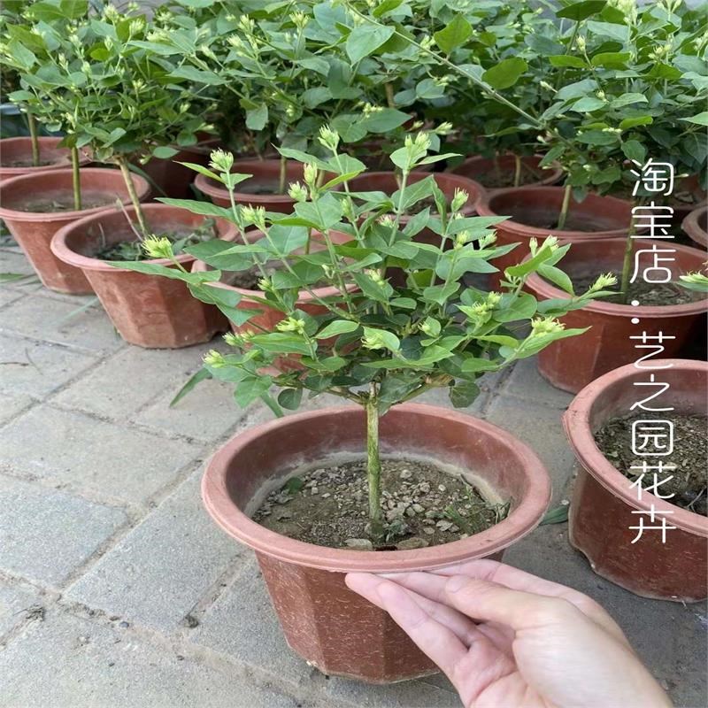 笔尖茉莉独杆单瓣重瓣盆栽花苗小苗老G桩阳台庭院四季浓香耐晒新