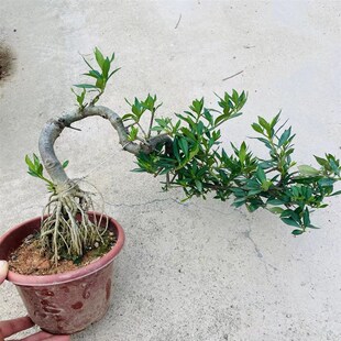 提根悬崖a清誉栀子花临水飘枝造型盆景开花浓香阳台花园植物水横