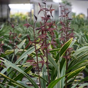 兰花苗金凤锦墨兰带浓香花苞金边线艺F报岁兰室内客厅好养绿植盆