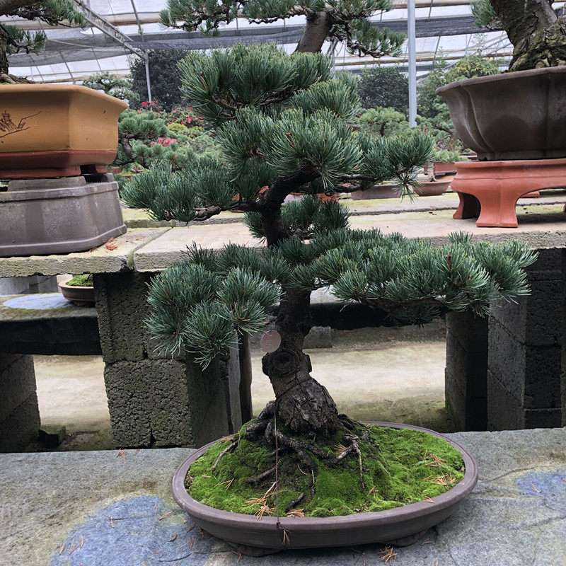 直销新品五针松盆景 大阪松树桩 金针大板松盆景R树桩花卉微型掌