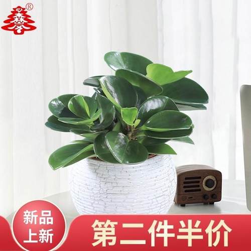 青叶碧玉水培豆瓣绿办公室桌面多肉植物绿植O圆叶椒草水养花卉盆