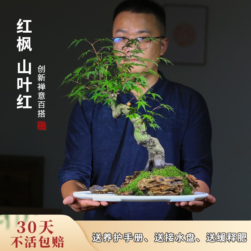 红枫盆景水旱造型室内阳台庭院观叶植物彩色树叶四季好养中式摆件