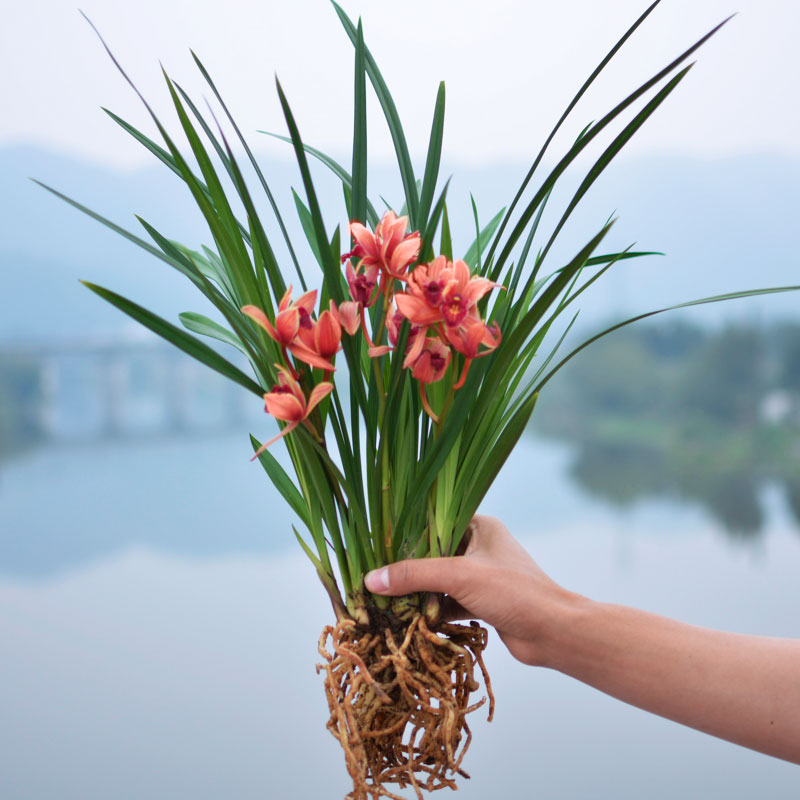兰花大众国兰状元红花苗带花苞名贵浓香型四季建兰盆栽植物兰花苗