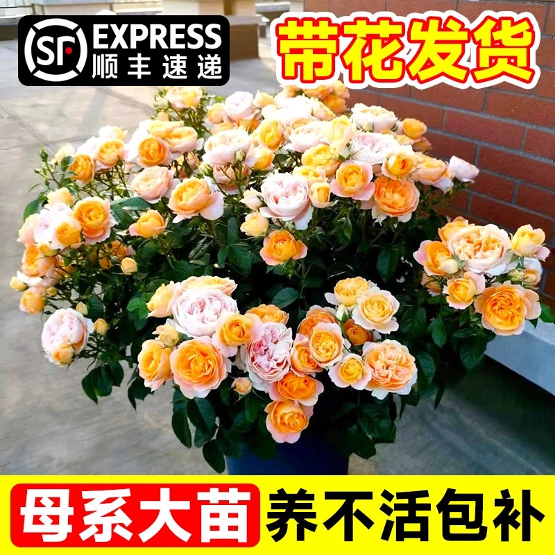 月季花苗特大果汁阳台月季玫瑰花树苗带花盆栽阳台四季开花卉植物