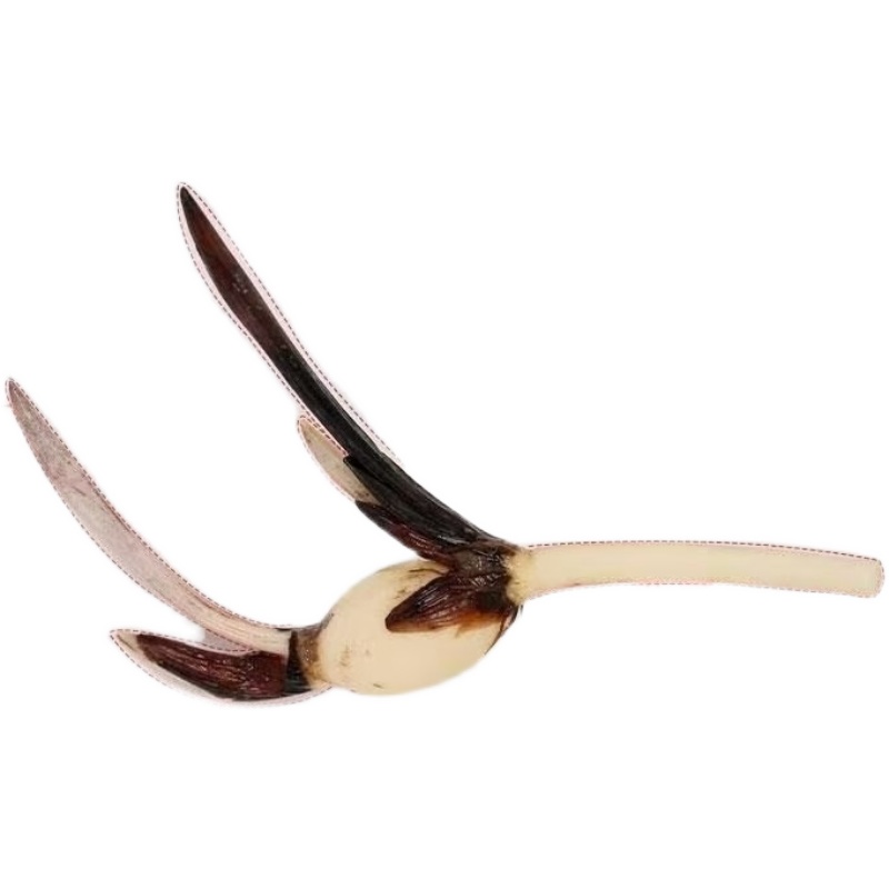 碗莲种藕鞭校长家微型迷你小荷花块根茎带芽苞水生观赏室内外花卉