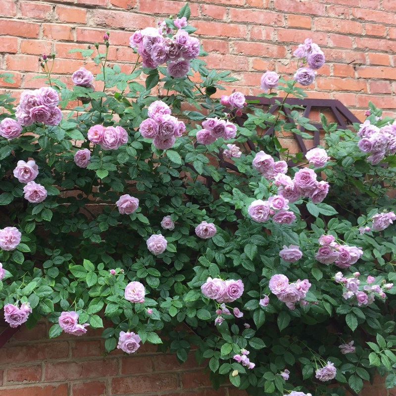 薰衣草花环藤本月季花大苗爬藤蔷薇花阳台庭院玫瑰四季开花卉玫瑰