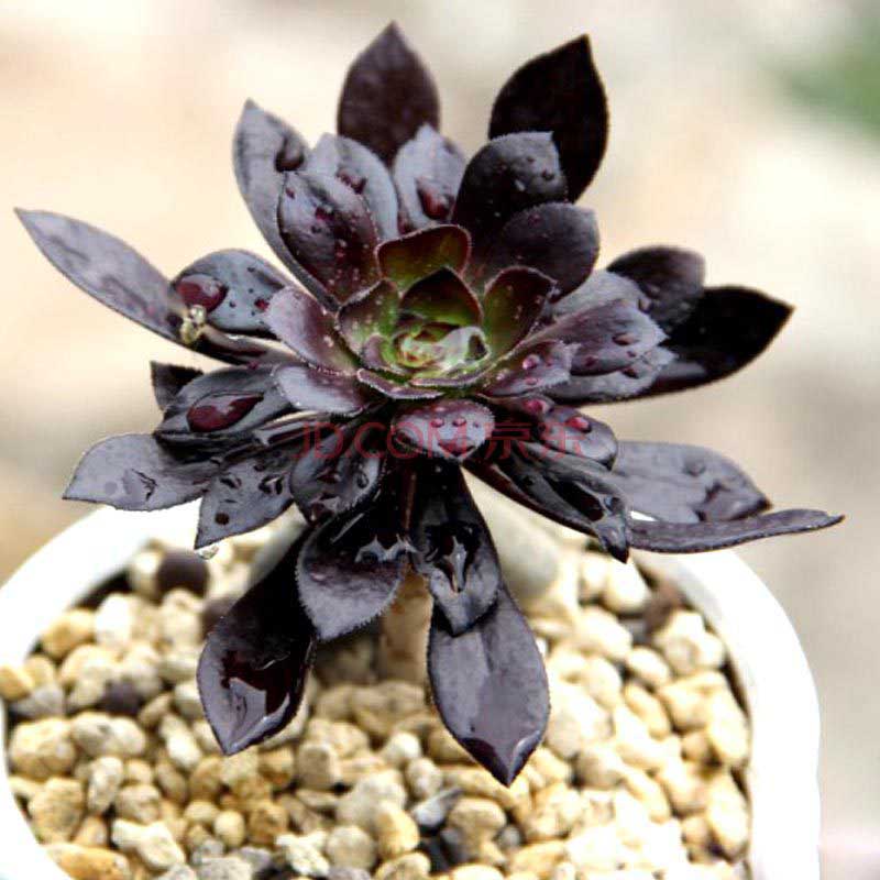 多肉植物 办公室室内绿植盆栽虹之玉 黑法师 黄丽玉龙小人祭