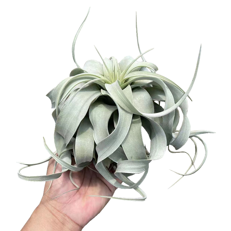 卷叶霸王空气凤梨无土植物室内净化空气盆景扭叶绿植庭院趣味花卉