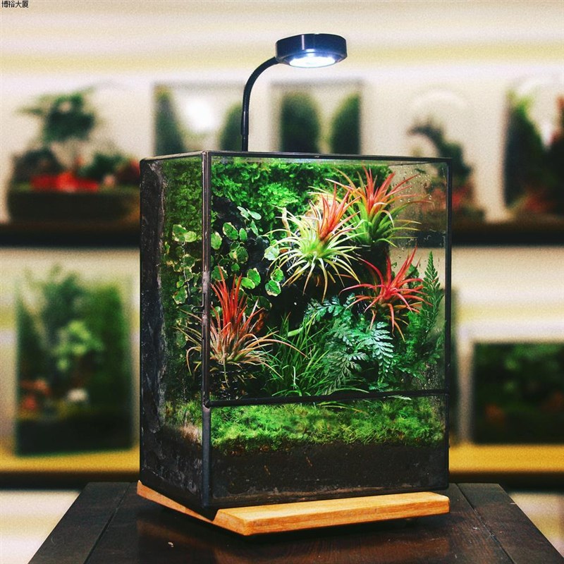 生态缸微景观森h林雨林造景苔藓成品桌面盆栽生态缸观鱼水陆爬宠图片