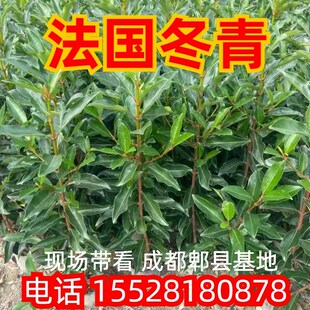 法国冬青树苗篱笆苗庭院绿化w苗木大叶冬青珊瑚树绿篱冻青围墙植