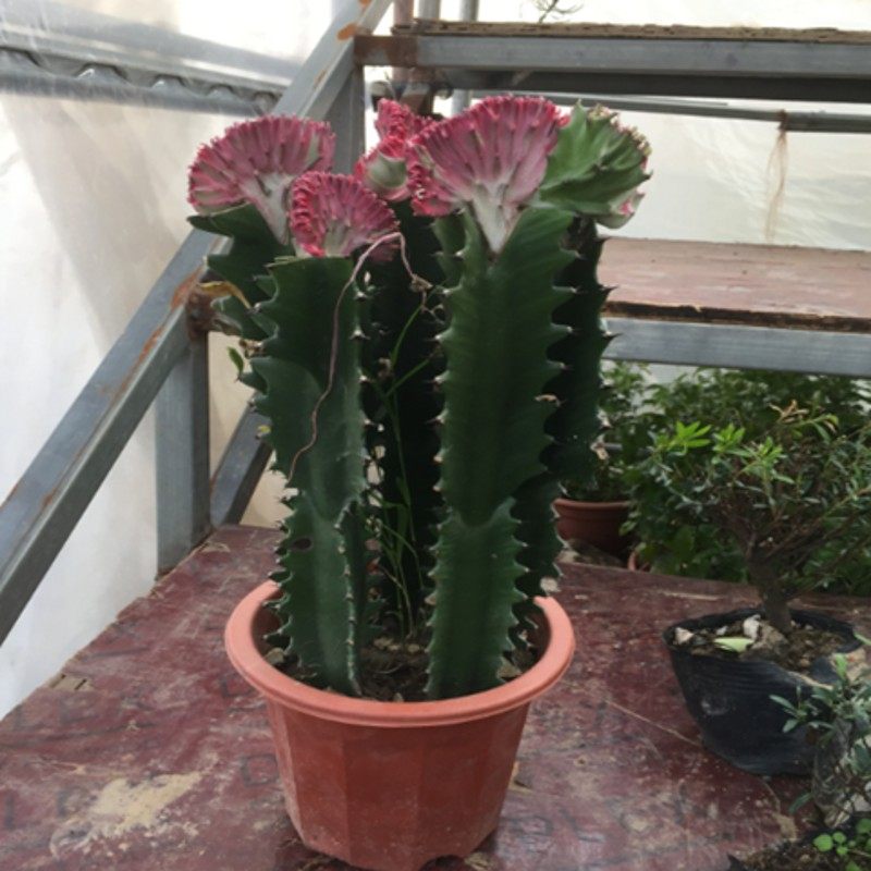 玉麒麟麒麟掌彩春风五指山多肉植物仙人掌花卉绿植彩春峰龙骨盆栽,鲜花速递/花卉仿真/绿植园艺,多肉植物,淘宝优惠券,粉丝福利购,淘宝优惠卷