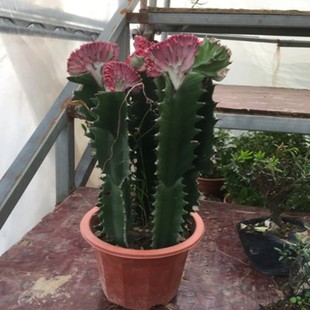 玉麒麟麒麟掌彩春风五指山多肉植物仙人掌花卉绿植彩春峰龙骨盆栽