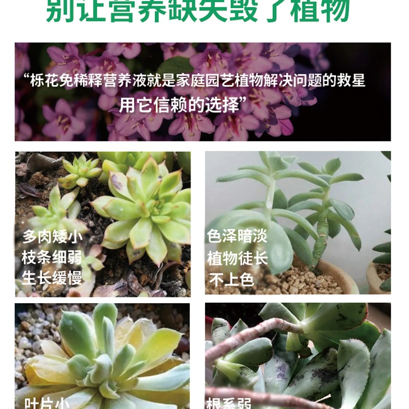 多肉植物肥料专用肥肉肉营养液促生根爆芽肉肉优芽素盆栽 营养土