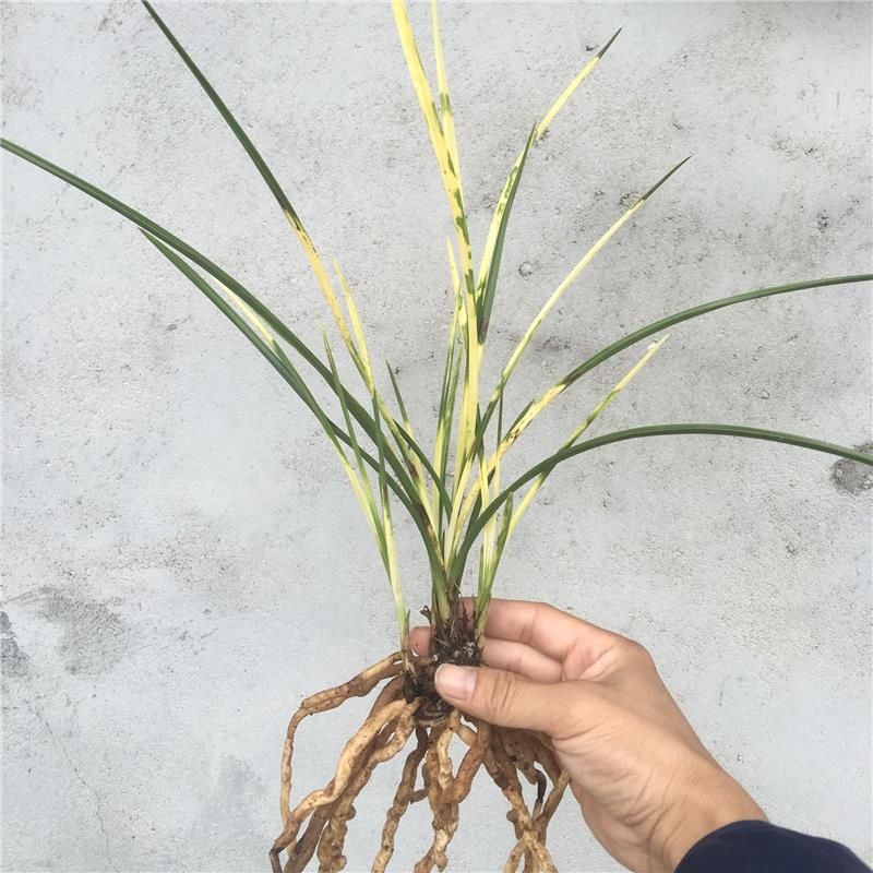 精品兰花苗蕙兰虎斑高等艺草镇店之宝绿植盆栽包邮