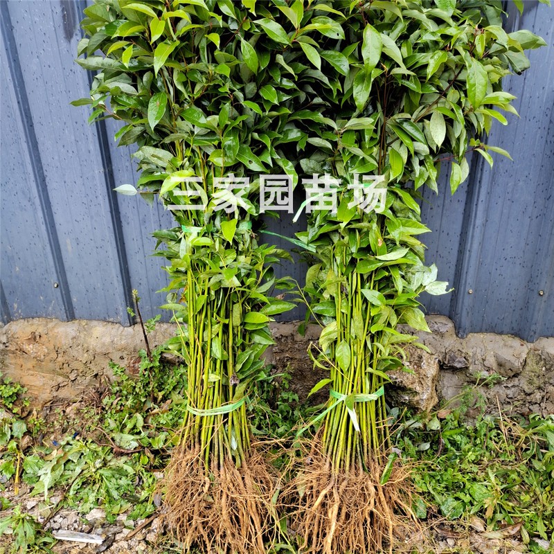 香樟苗 小叶香樟苗樟树苗 大叶香樟芽苗 绿化樟树苗香樟树苗包邮