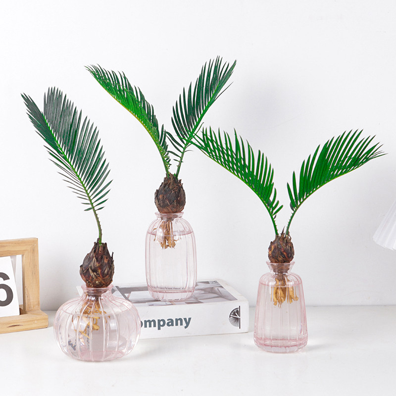 水培植物水培小铁树盆栽铁树盆景北欧风桌面绿植四季水养花卉植物