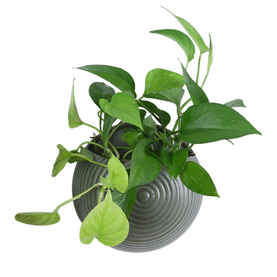 水培壁挂花盆陶瓷无孔创意阳台垂吊绿萝悬挂式多肉盆景挂墙壁装饰