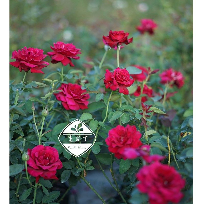 河本根接大苗 加百列大天使帷幕爽红丘魅力绸缎 老园丁庭院盆栽,鲜花速递/花卉仿真/绿植园艺,月季/蔷薇/玫瑰,淘宝优惠券,粉丝福利购,淘宝优惠卷