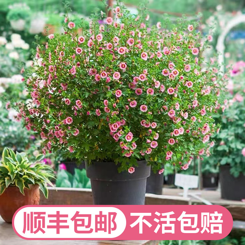 小木槿盆栽重瓣花卉棒棒糖植物四季开花室内桌面阳台花卉易活好养