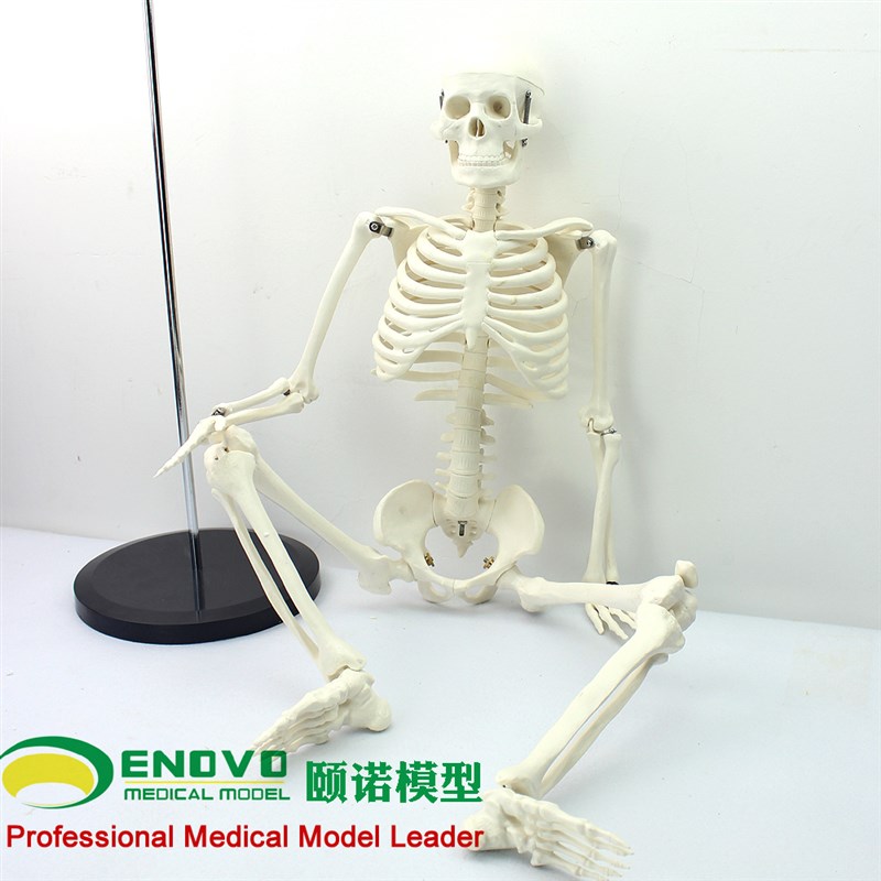 ENOVO颐诺美术艺用医学85CM人体骨骼模型骨骼骨架教学模型中小学