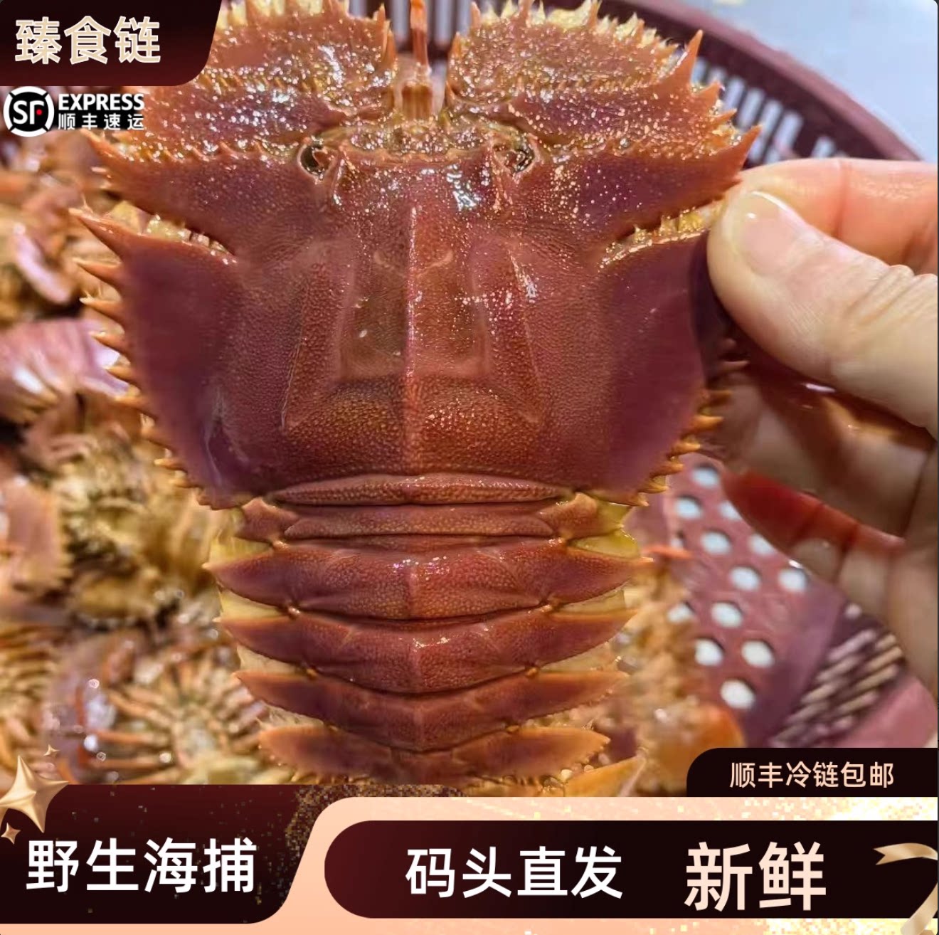 【当季海鲜】码头现发 野生斑节虾 琵琶虾 皮皮虾 新鲜海捕鲜活冻