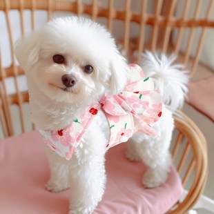 猫咪衣服小猫裙子公主春夏防掉毛宠物狗狗连衣裙金渐层布偶可牵引