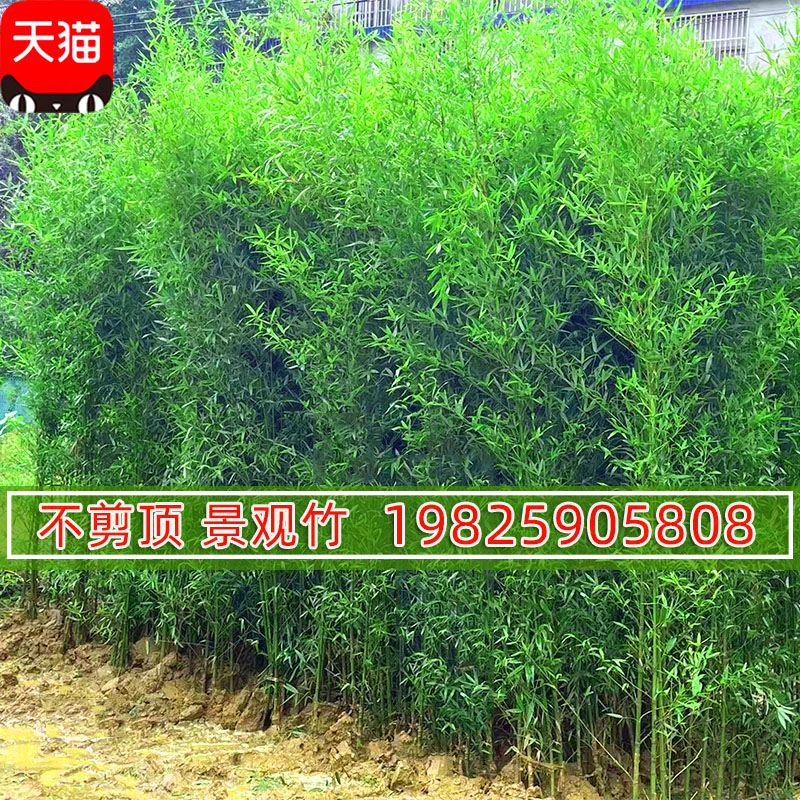 不修剪景观竹全冠不剪竹子苗庭院植物观赏竹金竹紫竹绿竹室外盆栽