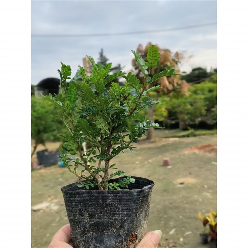 清香木盆栽 胡椒木室内外花卉 提神驱蚊草 植物树苗 老桩盆景绿植