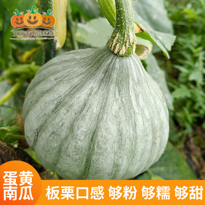 艾瑞吉南瓜家族蛋黄南瓜