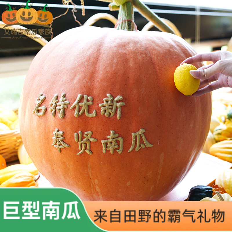 艾瑞吉南瓜家族巨型南瓜新鲜真南瓜雕刻专用大南瓜节庆装饰送礼物