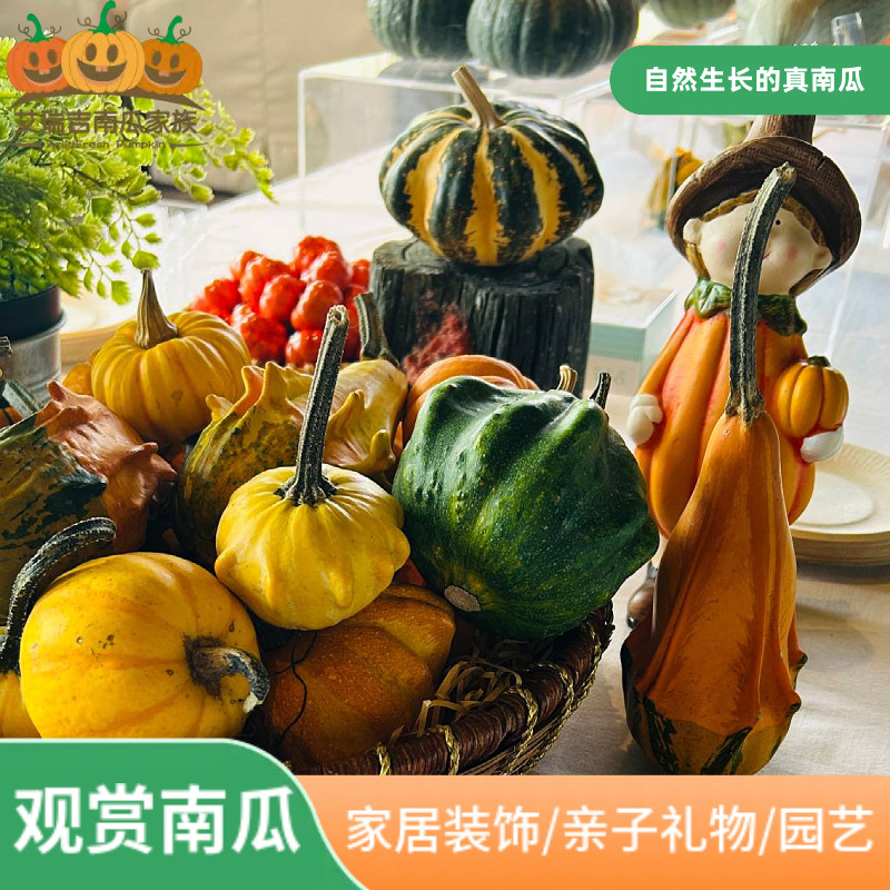 艾瑞吉南瓜家族观赏南瓜新鲜真南瓜迷你玩具小南瓜装饰品摆件园艺