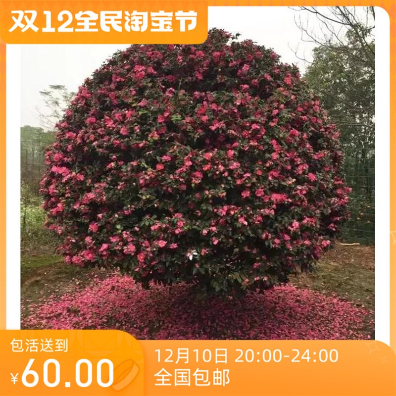 茶梅球耐寒植物茶梅树盆栽开花鲜花开花球形植物庭院花园绿化植物