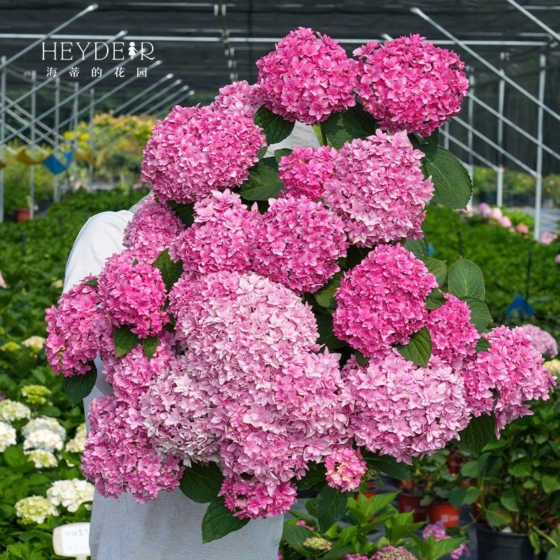 海蒂的花园贵安大花重瓣可调色绣球花阳台庭院花卉木本植物盆栽苗,鲜花速递/花卉仿真/绿植园艺,绣球/木绣球/木本植物,淘宝优惠券,粉丝福利购,淘宝优惠卷