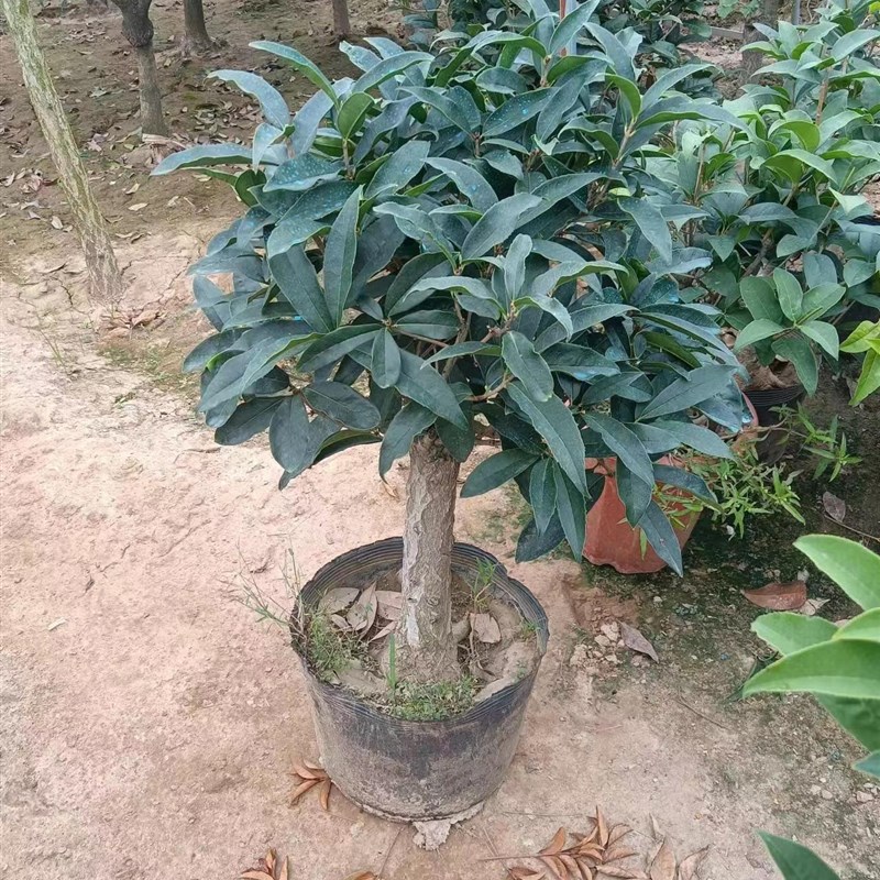 流苏嫁接日香桂佛顶株天香台阁桂花盆栽盆景树苗浓香型四季开花