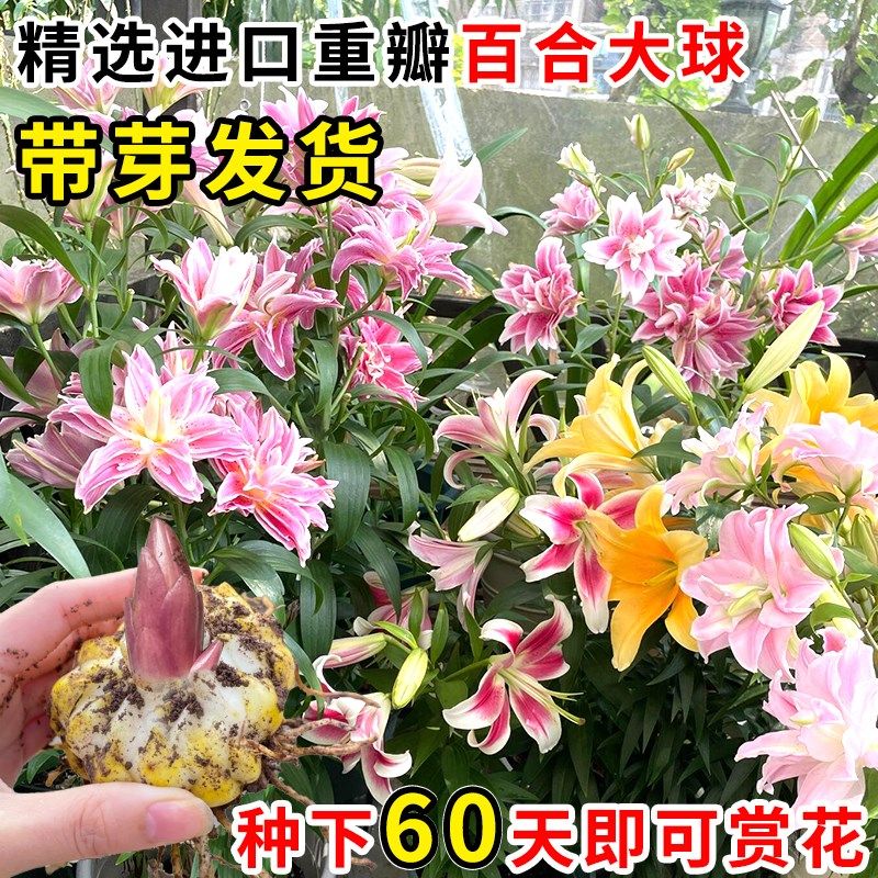 颗香水百合种球大重瓣四季室内易活卉鲜种籽子