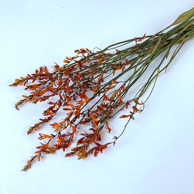 火焰兰干喷泉草原生自然真风干束客厅装饰插干枝拍摄道具