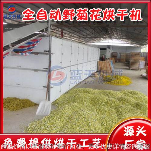 全自动菊花烘干设备 大型野菊花胎菊杀青烘干生产线 野菊花烘干机