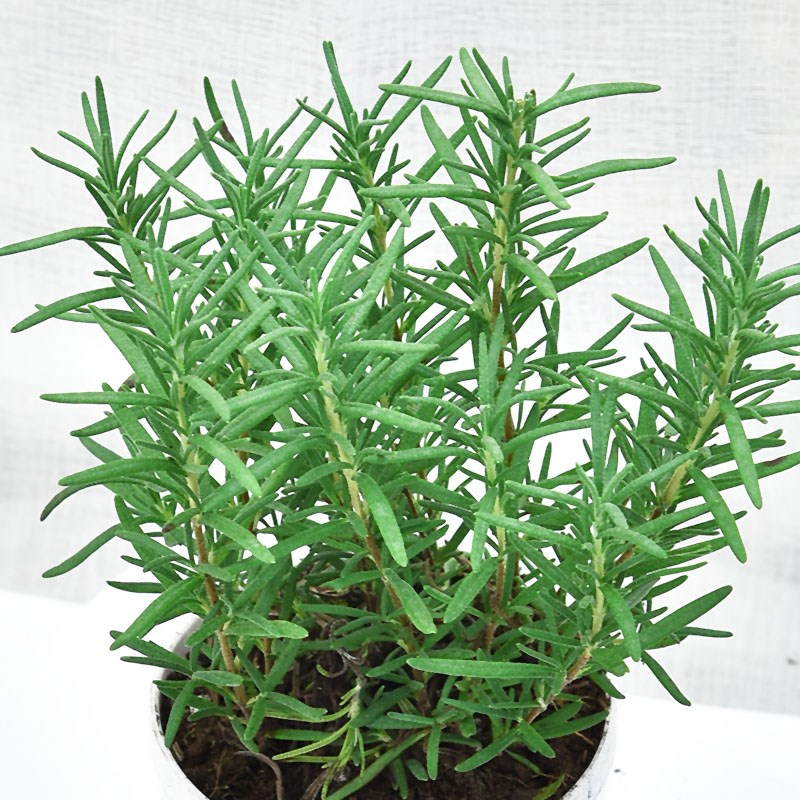 迷迭香盆栽可食用新鲜大株百里香牛排用烘培蛋糕装饰香草驱蚊绿植