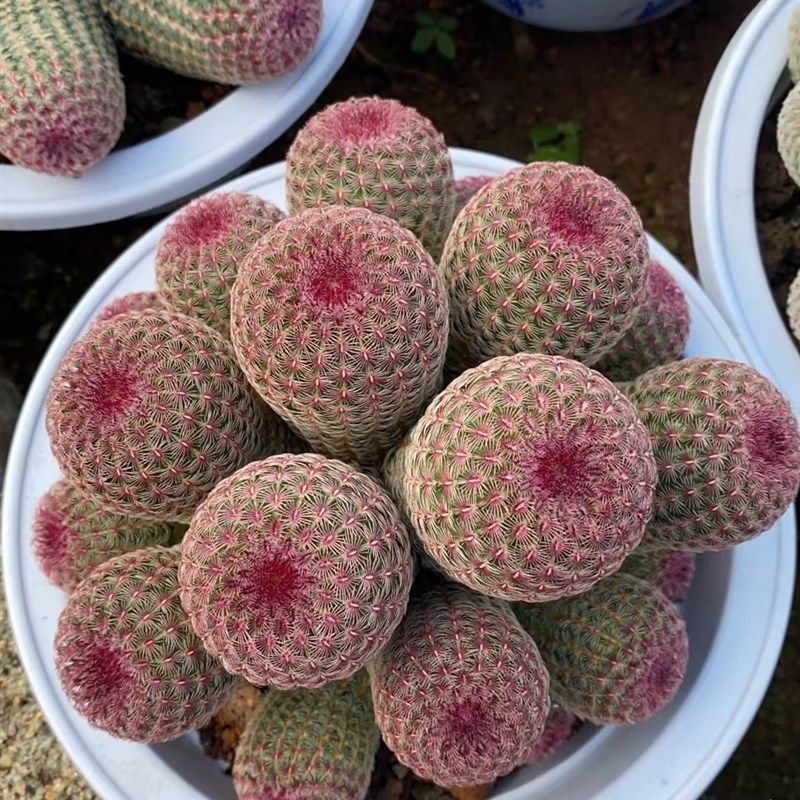 超大红太阳仙人球稀有办公室内防辐射盆栽含盆带土栽