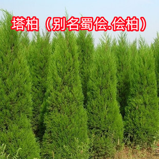 塔柏树苗蜀侩树苗侩柏树苗侧柏树苗刺柏树苗荒山复绿速公路绿化