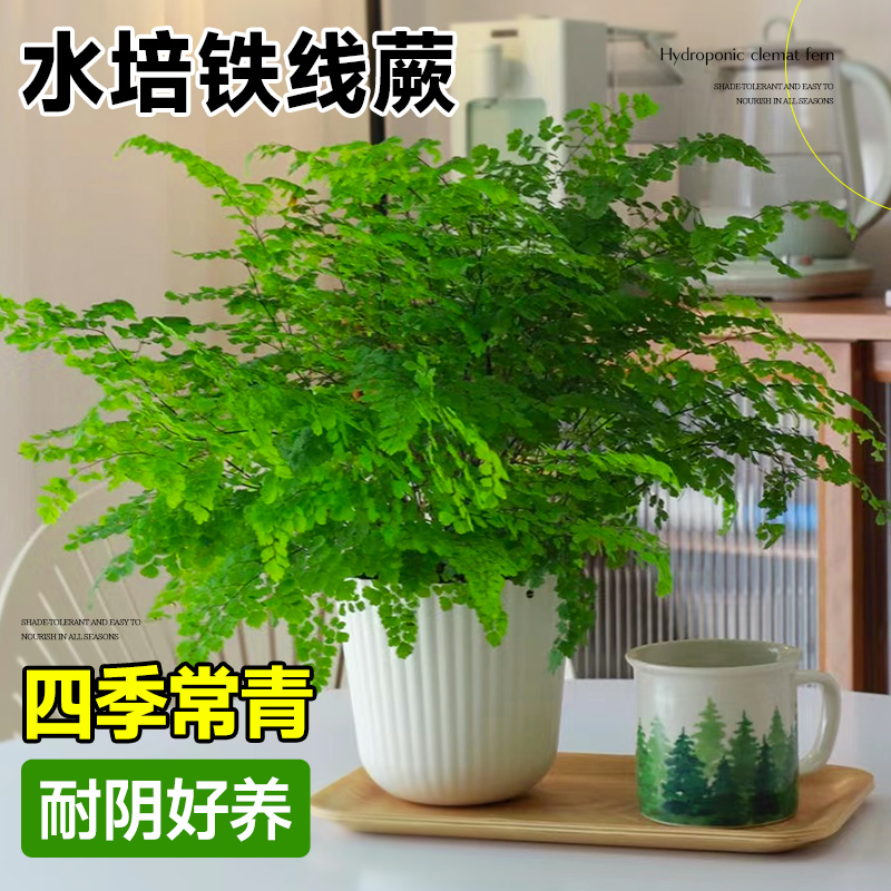 铁线蕨水培植物净化空气耐阴水养蕨类室内好养观叶花卉懒人盆栽